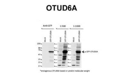 Western Blot: OTUD6A Antibody [NBP1-91498]