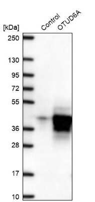 Western Blot: OTUD6A Antibody [NBP2-49078]