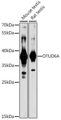 Western Blot: OTUD6A AntibodyAzide and BSA Free [NBP2-94731]