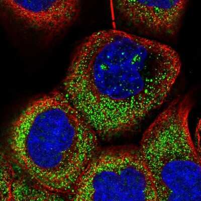 Immunocytochemistry/ Immunofluorescence: OTUD7A Antibody [NBP1-88434]