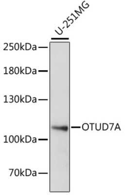 Western Blot: OTUD7A AntibodyAzide and BSA Free [NBP2-93314]