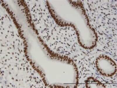 Immunohistochemistry-Paraffin: OTUD7B/Cezanne/ZA20D1 Antibody (2B4) [H00056957-M01]