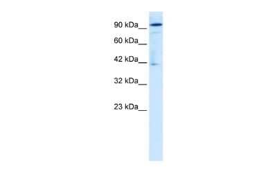 Western Blot: OTUD7B/Cezanne/ZA20D1 Antibody [NBP2-87997]