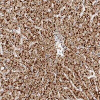 Immunohistochemistry-Paraffin: OTX3 Antibody [NBP1-82464]