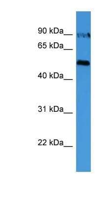 Western Blot: OVGP1 Antibody [NBP1-79798]