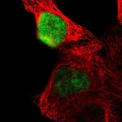 Immunocytochemistry/ Immunofluorescence: OVOL1 Antibody [NBP1-89469]