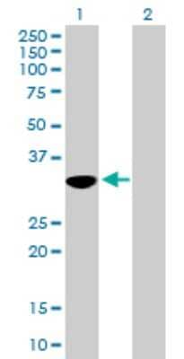 Western Blot: OVOL1 Antibody [H00005017-B01P]