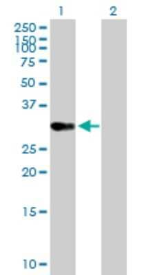 Western Blot: OVOL1 Antibody [H00005017-B02P]