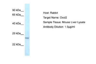 Western Blot: OVOL2 Antibody [NBP2-82296]