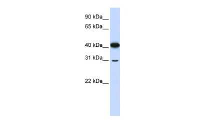 Western Blot: OVOL2 Antibody [NBP2-82298]