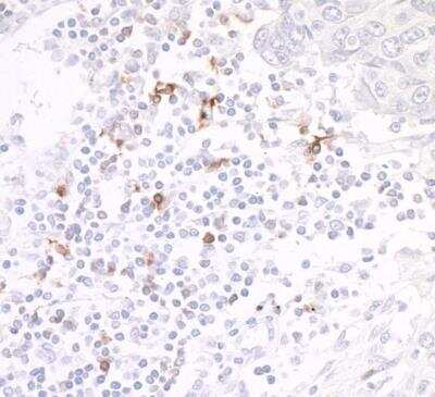 Immunohistochemistry-Paraffin: OX40/TNFRSF4 Antibody (BLR042F) [NBP2-76421]