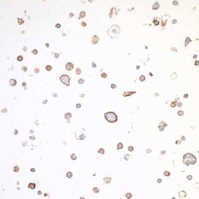 Immunohistochemistry-Paraffin: OX40/TNFRSF4 Antibody (BLR042F) [NBP2-76421]