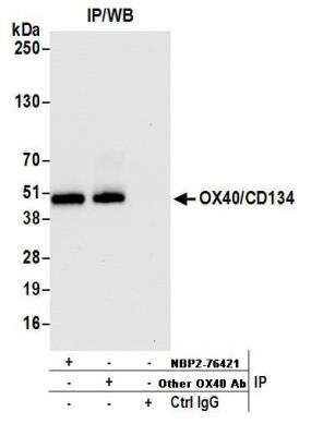 Immunoprecipitation: OX40/TNFRSF4 Antibody (BLR042F) [NBP2-76421]