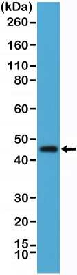 Western Blot: OX40/TNFRSF4 Antibody (RM313) [NBP2-61570]