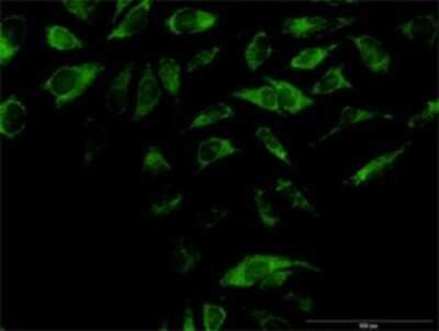 Immunocytochemistry/ Immunofluorescence: OXA1L Antibody [H00005018-B03P]