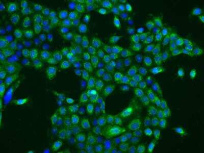 Immunocytochemistry/ Immunofluorescence: OXA1L Antibody [NBP2-97443]