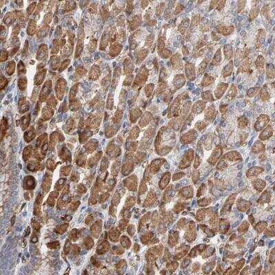 Immunohistochemistry-Paraffin: OXA1L Antibody [NBP1-81209]