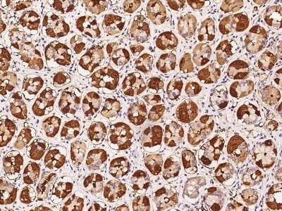 Immunohistochemistry-Paraffin: OXA1L Antibody [NBP2-97443]