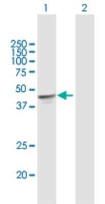 Western Blot: OXA1L Antibody [H00005018-B03P]