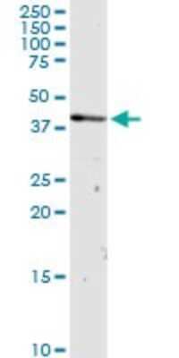 Western Blot: OXA1L Antibody [H00005018-D01P]