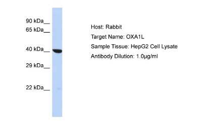 Western Blot: OXA1L Antibody [NBP2-87999]