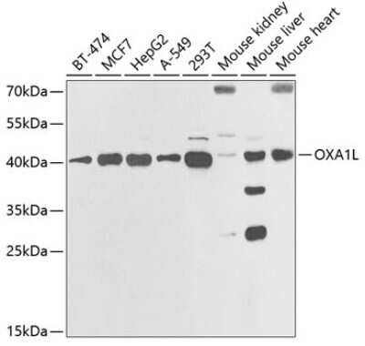 Western Blot: OXA1L AntibodyBSA Free [NBP2-93729]