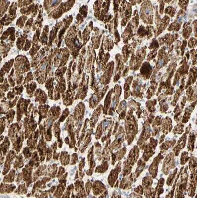 Immunohistochemistry-Paraffin: OXCT1 Antibody [NBP1-82462]