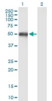 Western Blot: OXCT1 Antibody [H00005019-B01P]