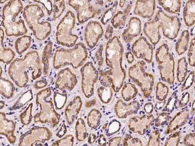 Immunohistochemistry-Paraffin: OXER1/5-oxo-ETE GPCR Antibody [NBP2-97990]