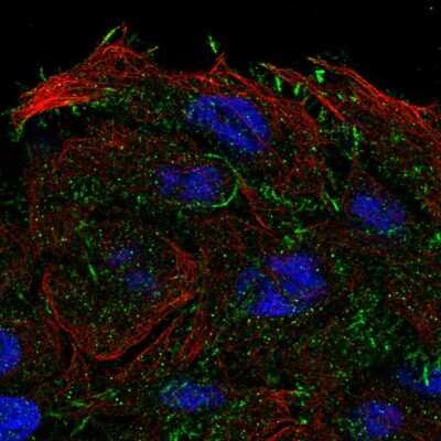 Immunocytochemistry/ Immunofluorescence: OXGR1/GPR80/P2Y15 Antibody [NBP2-55966]