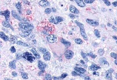 Immunohistochemistry-Paraffin: OXGR1/GPR80/P2Y15 Antibody - BSA Free [NLS1867]