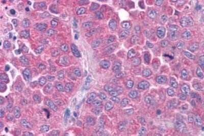 Immunohistochemistry-Paraffin: OXGR1/GPR80/P2Y15 Antibody - BSA Free [NLS6747]