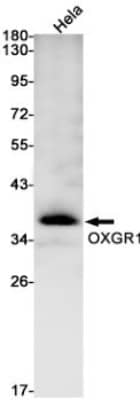 Western Blot: OXGR1/GPR80/P2Y15 Antibody (S02-4F1) [NBP3-19503]