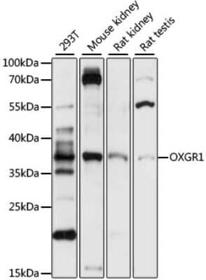 Western Blot: OXGR1/GPR80/P2Y15 AntibodyAzide and BSA Free [NBP2-94773]