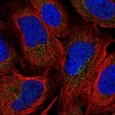 Immunocytochemistry/ Immunofluorescence: OXLD1 Antibody [NBP2-31653]