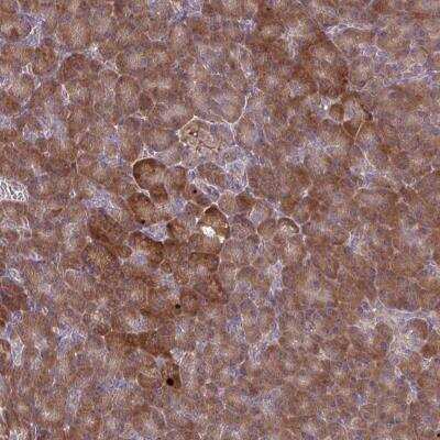 Immunohistochemistry-Paraffin: OXNAD1 Antibody [NBP2-32435]