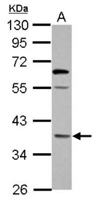 Western Blot: OXNAD1 Antibody [NBP2-15059]