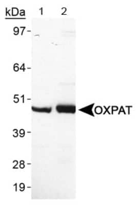 Western Blot: OXPAT AntibodyBSA Free [NB110-60509]