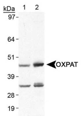 Western Blot: OXPAT AntibodyBSA Free [NB110-60511]