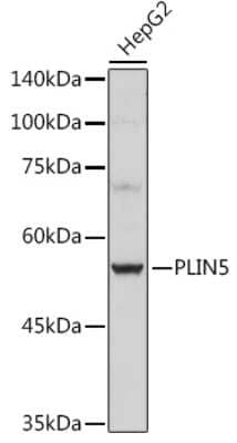 Western Blot: OXPAT AntibodyAzide and BSA Free [NBP3-16013]