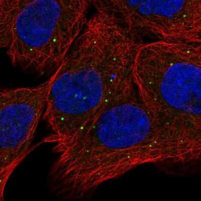 Immunocytochemistry/ Immunofluorescence: OXR1 Antibody [NBP1-86391]
