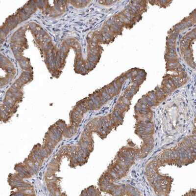 Immunohistochemistry-Paraffin: OXR1 Antibody [NBP1-86391]