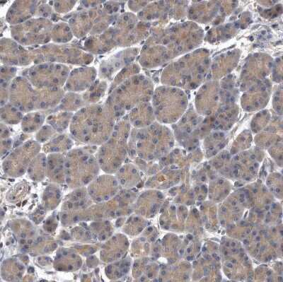 Immunohistochemistry-Paraffin: OXR1 Antibody [NBP1-86391]