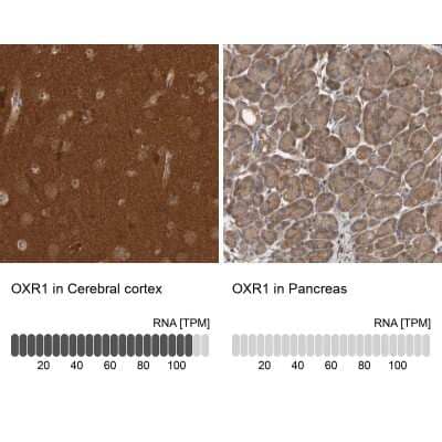 Immunohistochemistry-Paraffin: OXR1 Antibody [NBP1-86393]