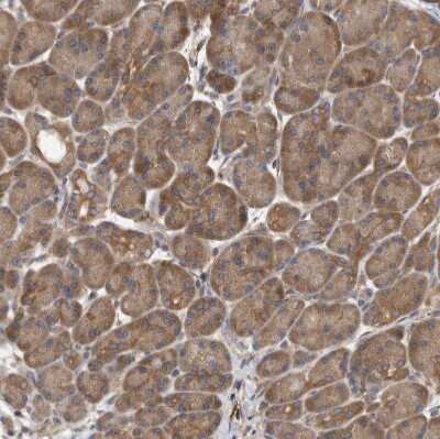 Immunohistochemistry-Paraffin: OXR1 Antibody [NBP1-86393]