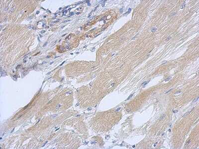 Immunohistochemistry-Paraffin: OXR1 Antibody [NBP2-19646]