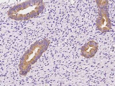 Immunohistochemistry-Paraffin: OXR1 Antibody [NBP2-97444]