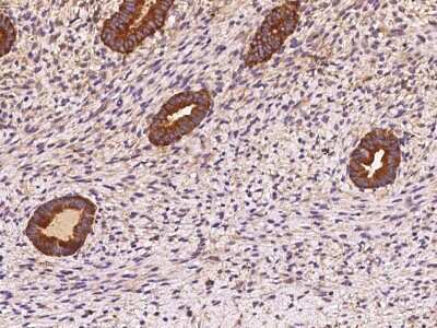 Immunohistochemistry-Paraffin: OXR1 Antibody [NBP2-97445]