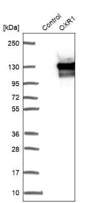 Western Blot: OXR1 Antibody [NBP1-86391]