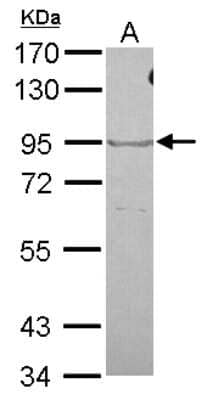 Western Blot: OXR1 Antibody [NBP2-19646]